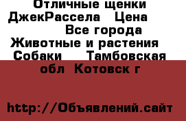 Отличные щенки ДжекРассела › Цена ­ 50 000 - Все города Животные и растения » Собаки   . Тамбовская обл.,Котовск г.